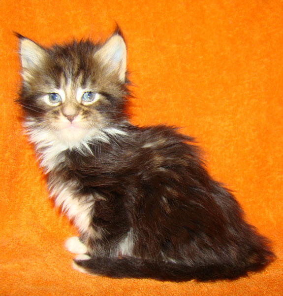     Catsvill County!   !    !       !!!    Catsvill County +7-926-544-74-09     .   ,   ,   ,    ,   ,  ,     ,   -,    ,   !